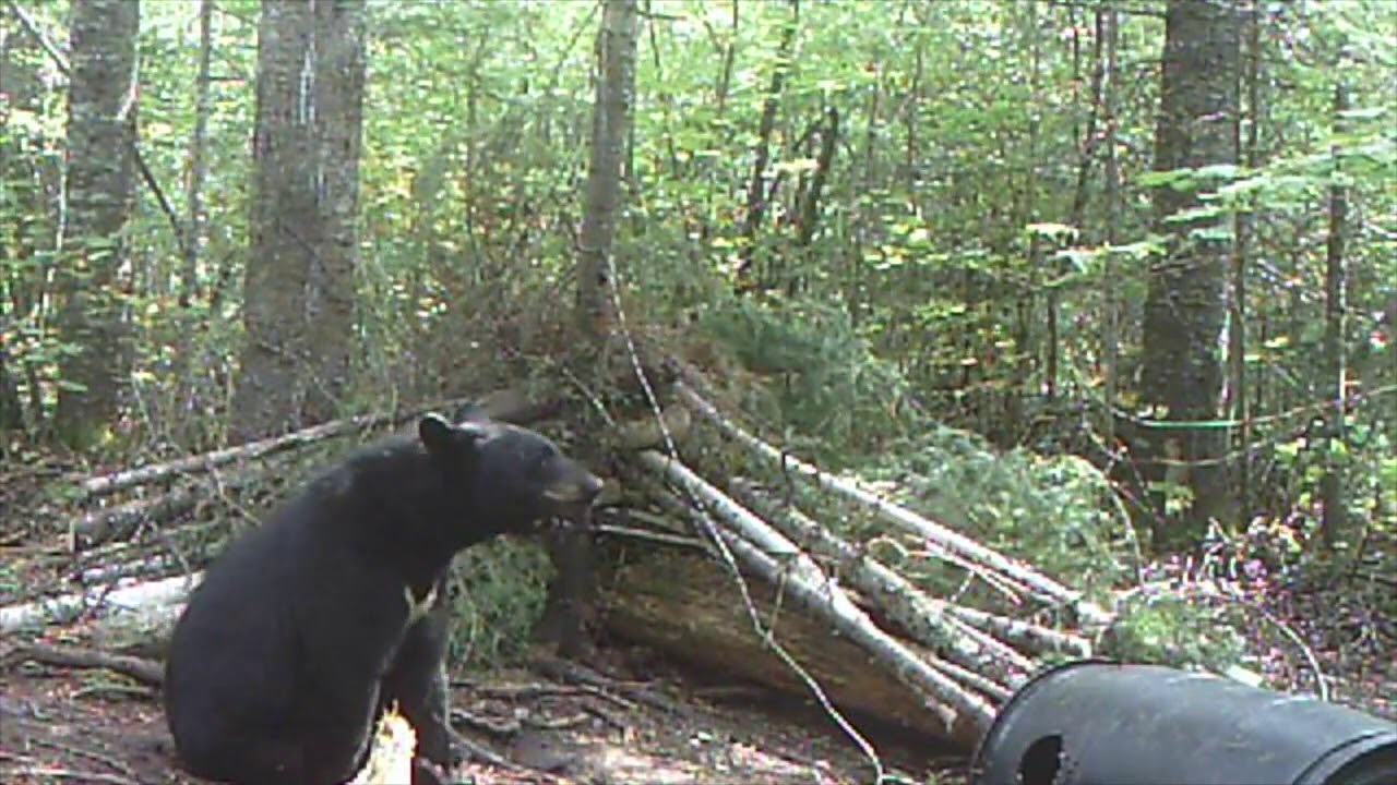 Bear Trak Outfitters