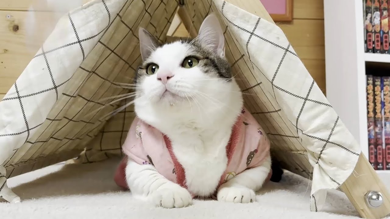 A plump cat in a tight-fitting kimono - YouTube