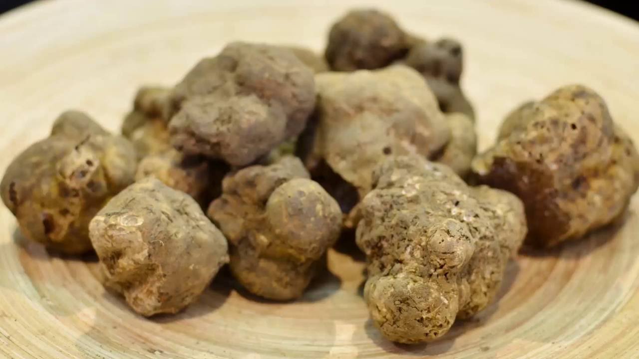 Truffle hunting with Zigante tartufi YouTube