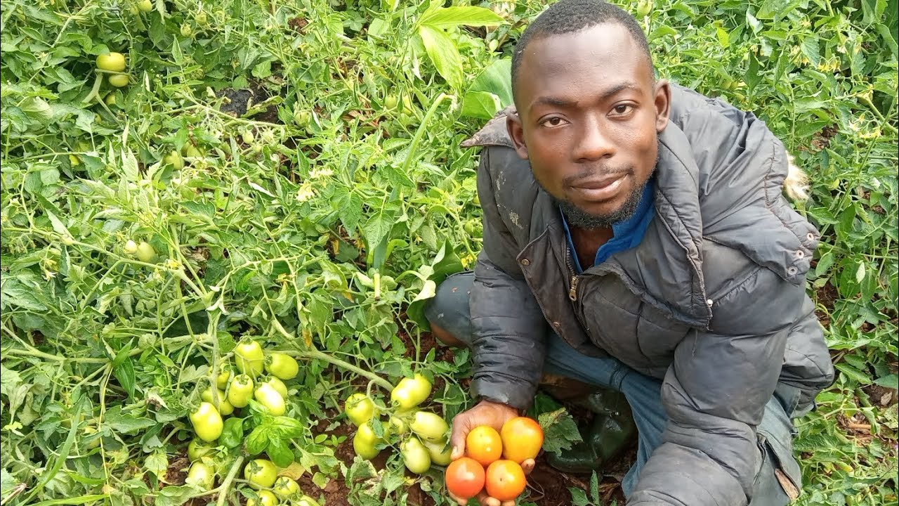 Comment produire les tomates en Afrique en système d'irrigation goutte à goutte