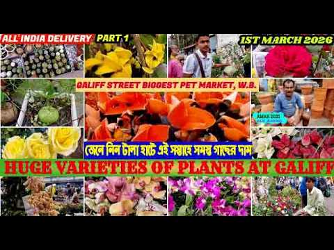 Galiff St. Biggest Plant Market| Indoor & Outdoor Plants Price| টালা হাটে সমস্ত গাছের দাম |01/03/26