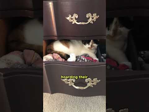 سرقة القطط الكبرى حقيقية