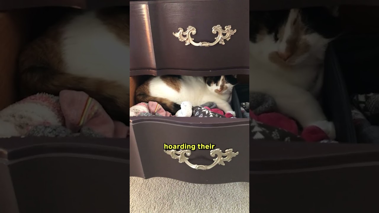 Великое кошачье ограбление реально! 🕵️‍♂️🐱