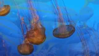 zero project  Ocean trip 2013 version, HD 1080