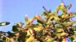 Boonslang Eat A Chameleon