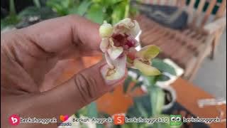 PEMILIHAN INSEKTISIDA YANG TEPAT UNTUK ANGGREK