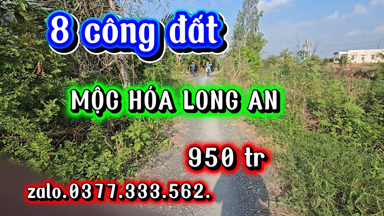 Bán  8 công đất  60x120 có  1000m2  thổ cư, mộc hóa long an  giá  950 tr