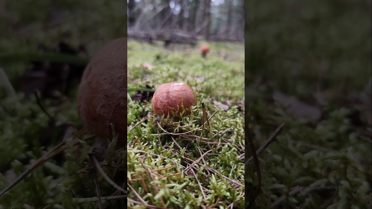 Подосиновики, архив август 2025 