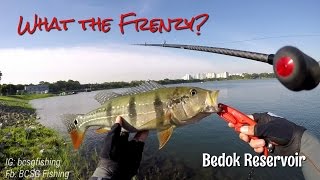 Quelle frénésie ? Nouveaux terrains de pêche à Bedok. Pêche à Singapour screenshot 4