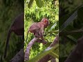 STEELY Enjoy Her Day on The Tree Always  #cutebabymonkey