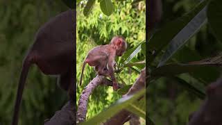 STEELY Enjoy Her Day on The Tree Always  #cutebabymonkey