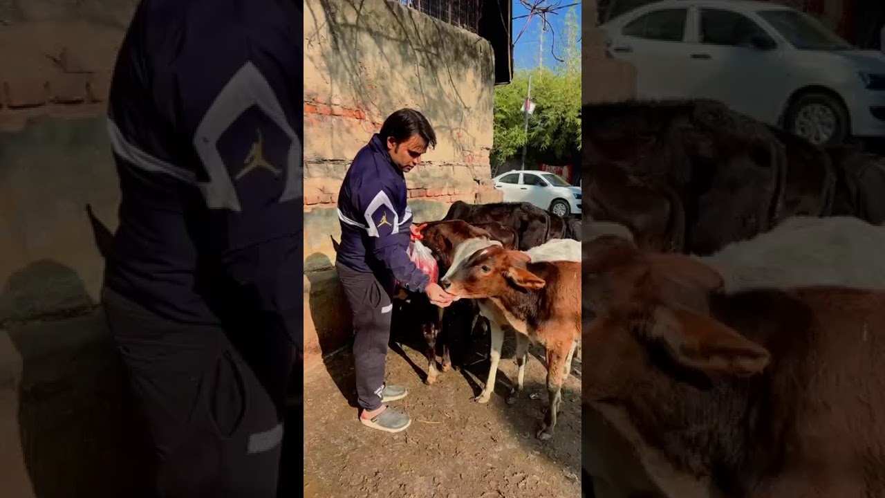 Gau Seva: सेवा ही संस्कार है 🙏 | Ankit Garg | AdPolitix | #gaumata #gauseva #ankitgarg