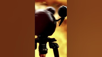 Codsworth tells a banger [Fallout 4 Short]