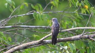 Suara Burung Kedasih Jantan Gacor di Hutan, Plaintive Cuckoo (Cacomantis Marulinus)