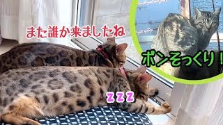 ポンのパパ！？ベンガル日向ぼっこ中のお客様がポンにそっくり！