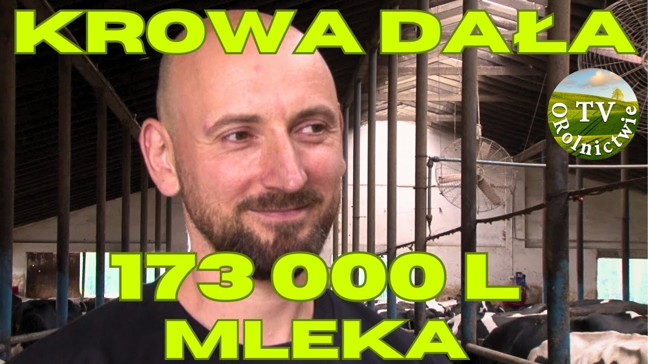 W mieście ma 120 krów. Dają najwięcej mleka w Polsce