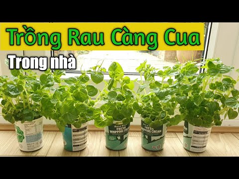 Video Chia sẻ cách trồng rau Càng Cua trong ly ở trong nhà |... - youtube