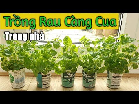 Video: Các Loại Và Cách Trồng Của Peperomia Bụi Rậm