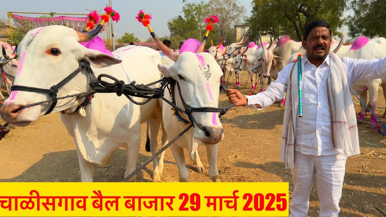 चाळीसगाव बैल बाजार live 🔴29 मार्च 2025 || अन्वर शेठ याच्या दावणीतील लाईव्ह सोदेबाजी ✌️
