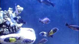 Reef Tropheus Tank