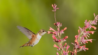 Everything About the Hummingbird Mint (Agastache)