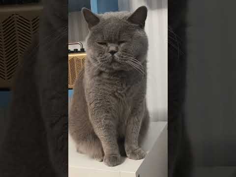 Video: kartuzijska mačka