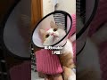 非常awful 萌宠出道计划 猫咪的迷惑行为 猫咪 Rap 说唱原创 豆皮一点都不皮 非常awful 萌宠出道计划 猫咪的迷惑行为 猫咪 Rap 说唱原创 豆皮一点都不皮