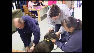 Dog Licenses - why you need to be current. video archive replay