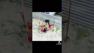 Culture Of Island Home Iama Yam Island Style 👍