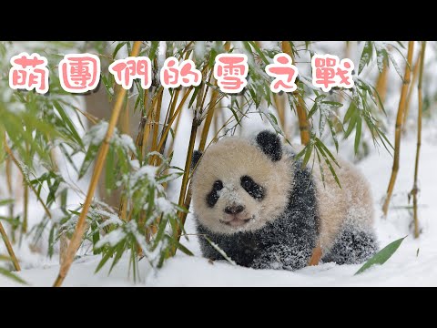 《熊貓Top榜》182期 萌團們的雪之戰 | iPanda熊貓頻道