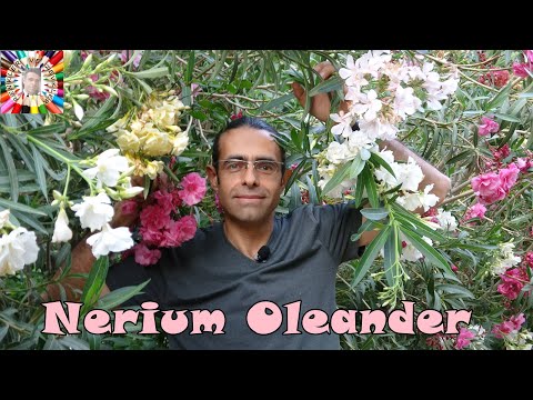 Video: Oleander Bitki Çelikleri: Bahçe İçin Oleander Çeliklerinin Köklenmesine İlişkin İpuçları