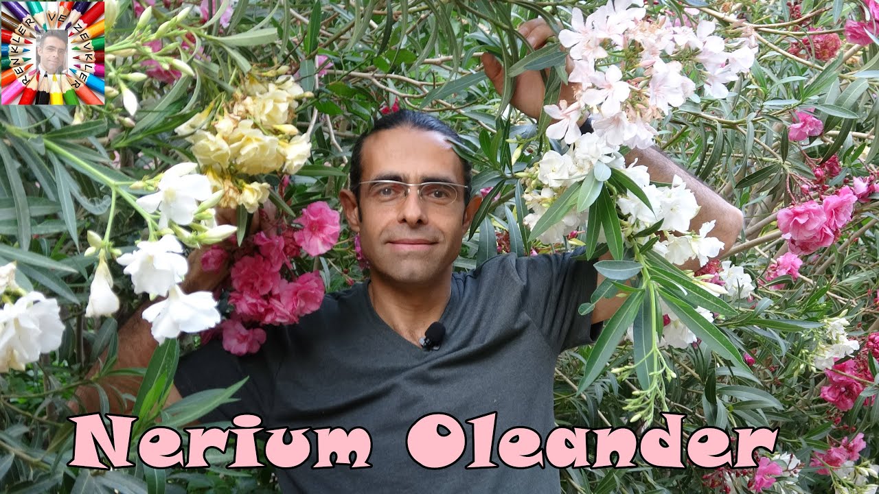 Zakkum (Akdeniz Gülü) Bitkisinin Gen Bankasını Kurdum!