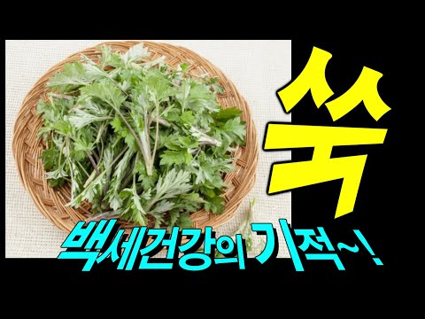 건강백세의 기적 쑥 ~ 쑥의 놀라운 효능 10가지~