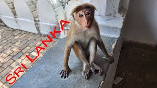 Sri Lanka trip