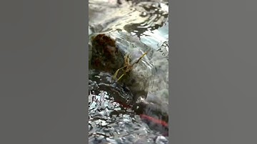 Relaxing sound of water fall asmr!!!! #asmr #asmrsounds #shortvideo #shortsfeed #shorts