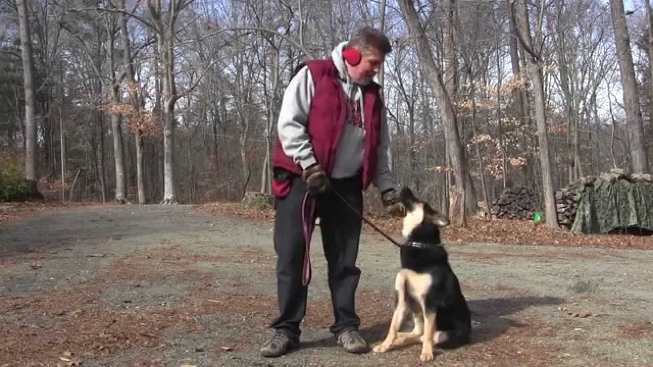 Dog Training Lexington NC Lola YouTube