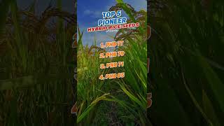 TOP 5 BEST PIONEER HYBRID RICE SEEDS | #corteva #agriculture #ricevariety #hybridseeds #pioneerseeds