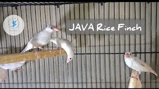 Java Sparrow 1st Molting Start | Star Birds