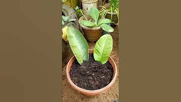How to grow guava trees from guava leaves #shorts  #youtubeshorts  #viralshorts  #guavatree #guava