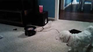 Oops Bailey Is Farting