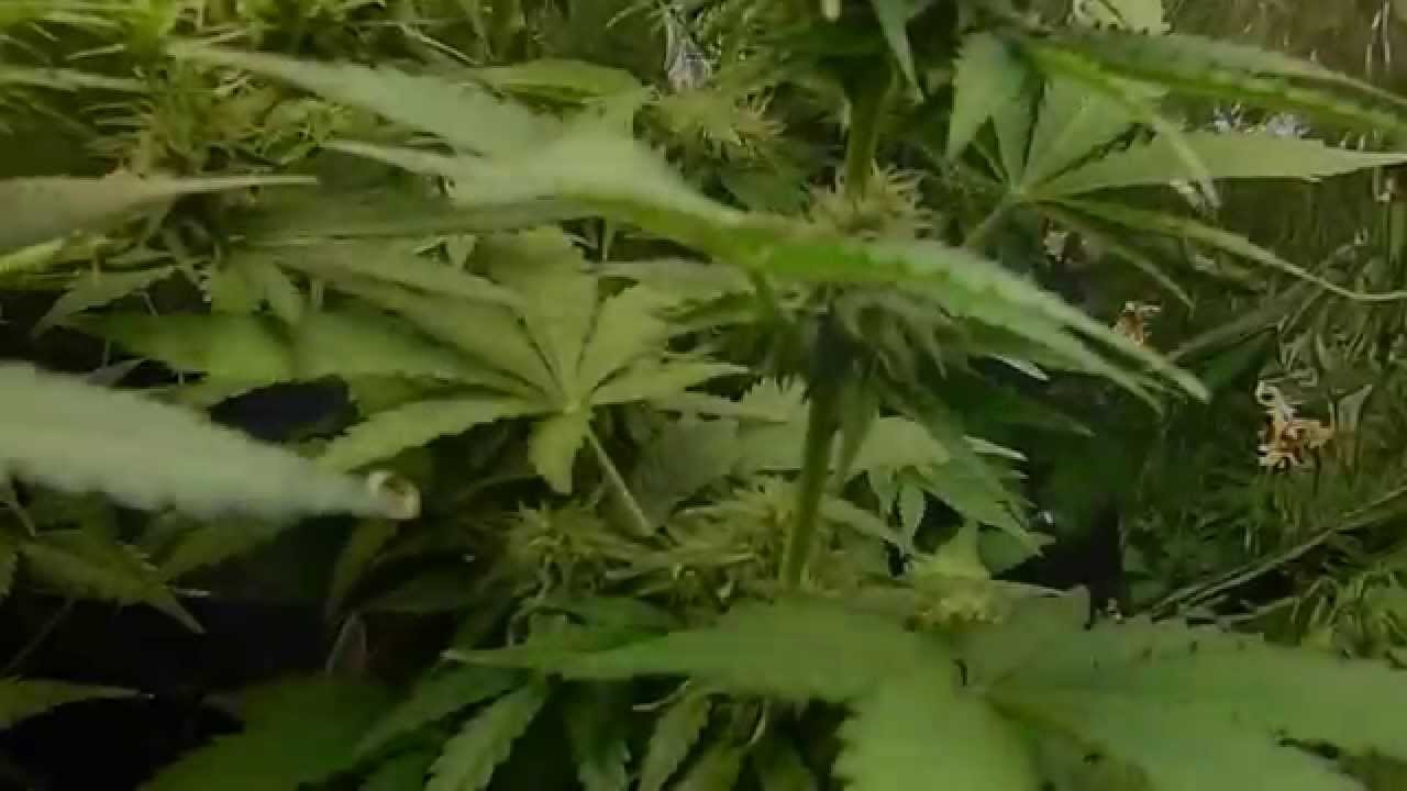 Autoflowering Cannabis