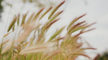 MODULE 8 L2 Tuner Tests on RED KOMODO X & SIGMA 18-35mm F1.8