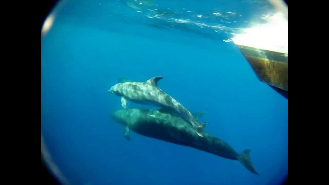Underwater Bottlenose Dolphin and False Killer Whales, Interspecies Encounter in Hawaii