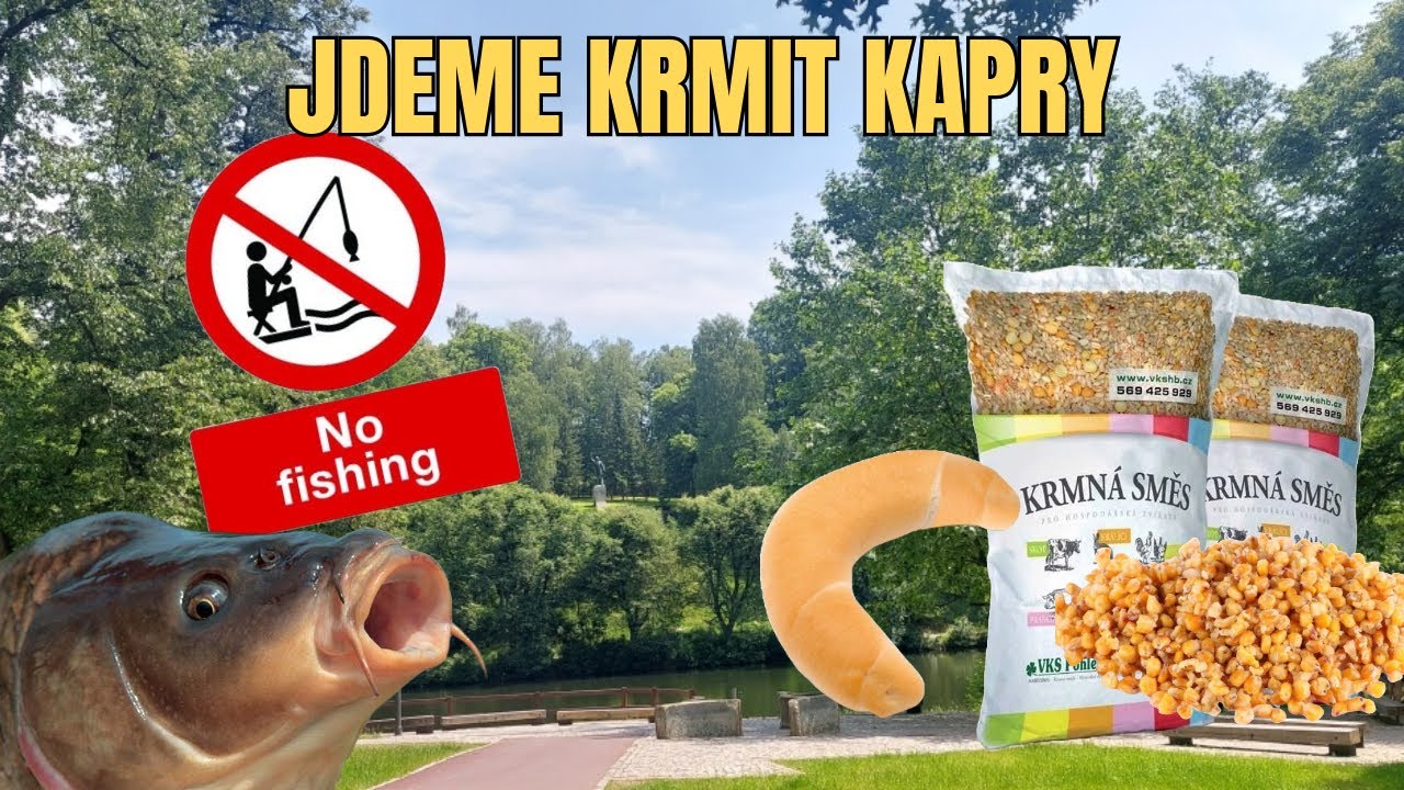 Za rybami bez udic?🤦‍♂️… Krmení kaprů ve městě
