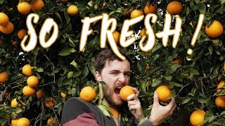 Exploring a HUGE Organic ORCHARD In VALENCIA Spain!!