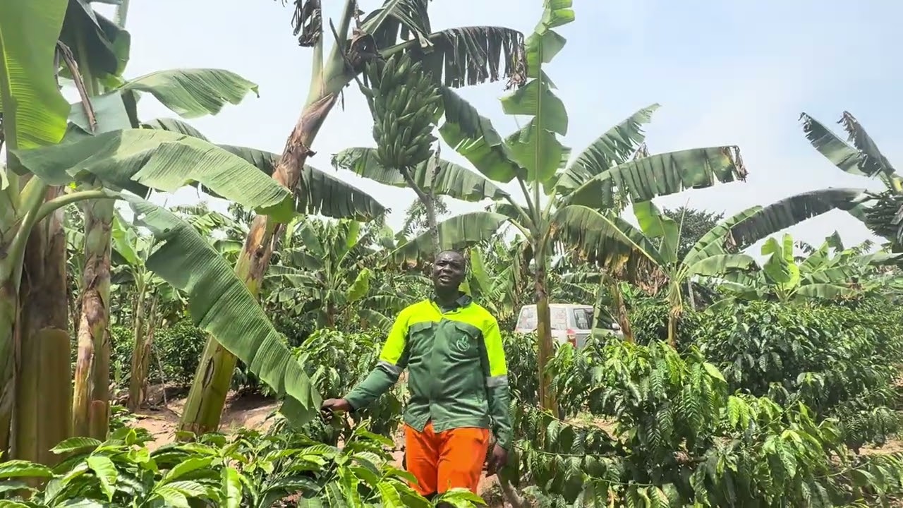 DOES YOUR COFFEE TREE/PLANT DROP OR FALL OFF BERRIES?HERE IS THE SOLUTION TO THIS CONDITION 