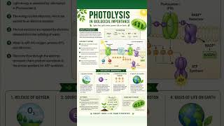 Photolysis: Split by light, powered for life! #photosynthesis #biology #lifescience