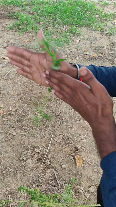 Rubbing Hash | #rubbing #hash #ganja #smokeweedeveryday #ganjababa #ganjaindelhi #stoner