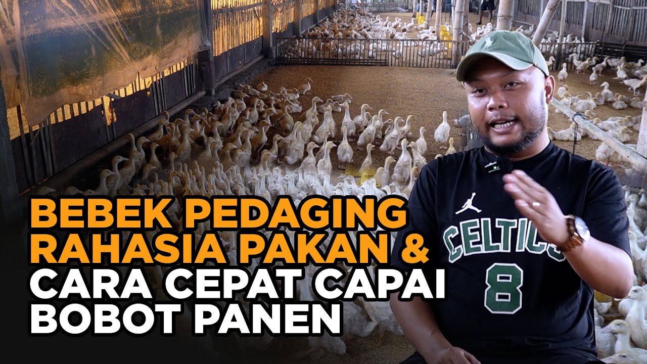 Rahasia Sukses Budidaya Bebek Pedaging Pakan Tepat, Panen 1 000 Ekor Setiap Minggu dari 4 000 Ekor!