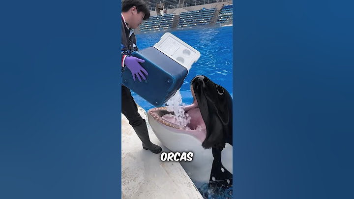 Orcas Eating Ice Explained #shorts #orca